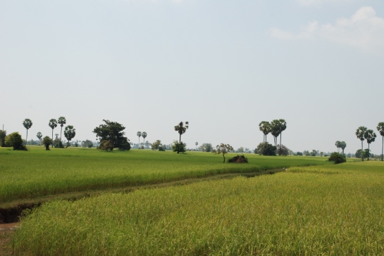 Rice production is rising in Cambodia - but as agriculture develops there is still a serious malnutrition problem.